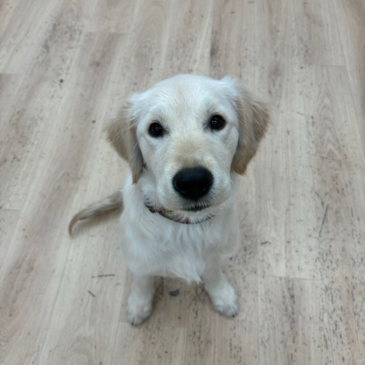 犬　ゴールデンレトリバー　カモ　キジ　レトロ　ラグ　カバー　170×120 犬 ゴールデンレトリバー カモ キジ レトロ ラグ カバー 170×120